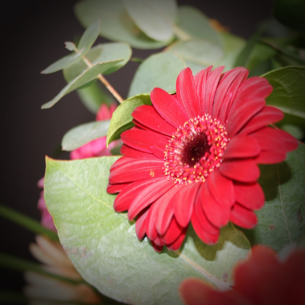 Gerbera boeket