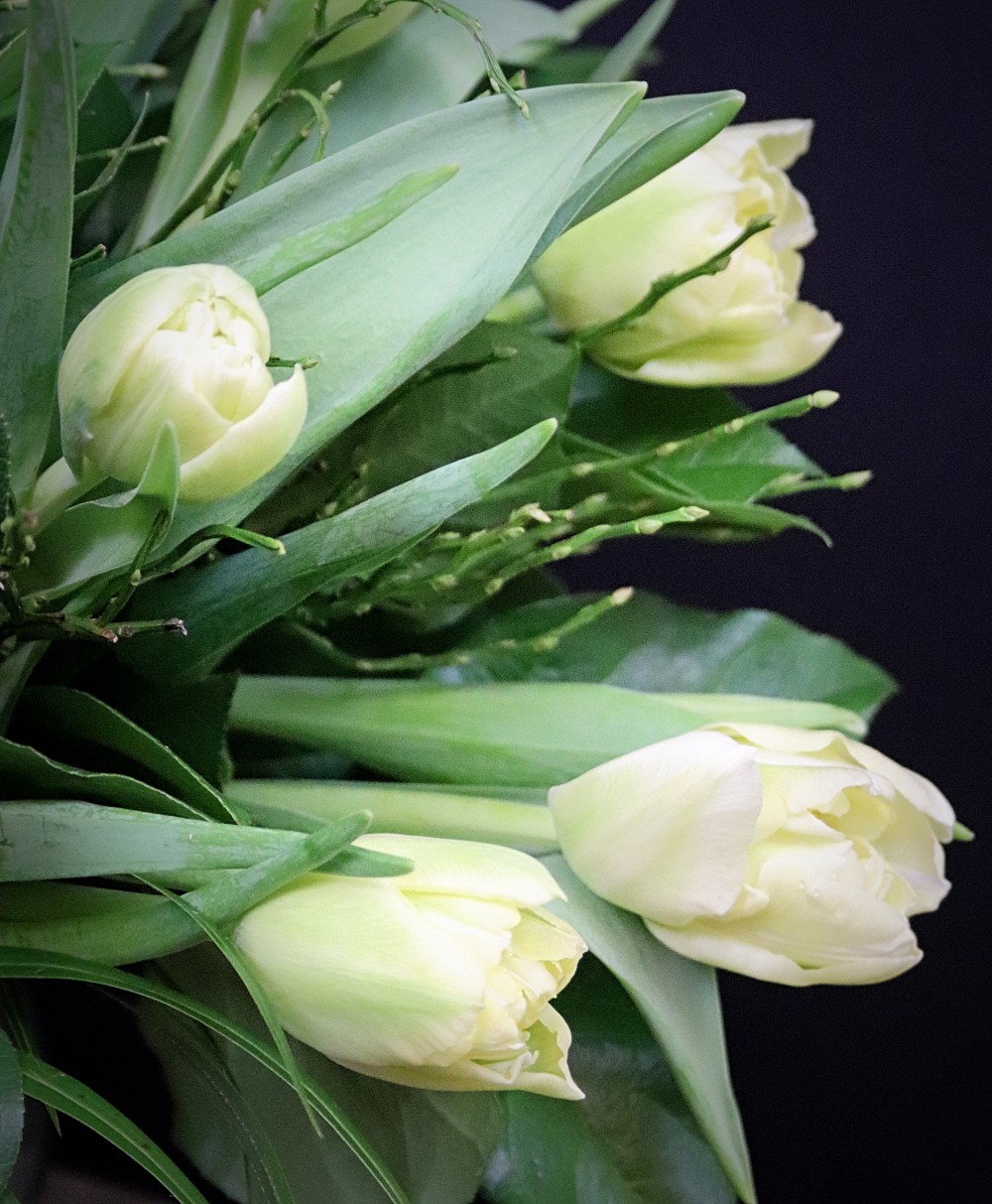 White Tulips