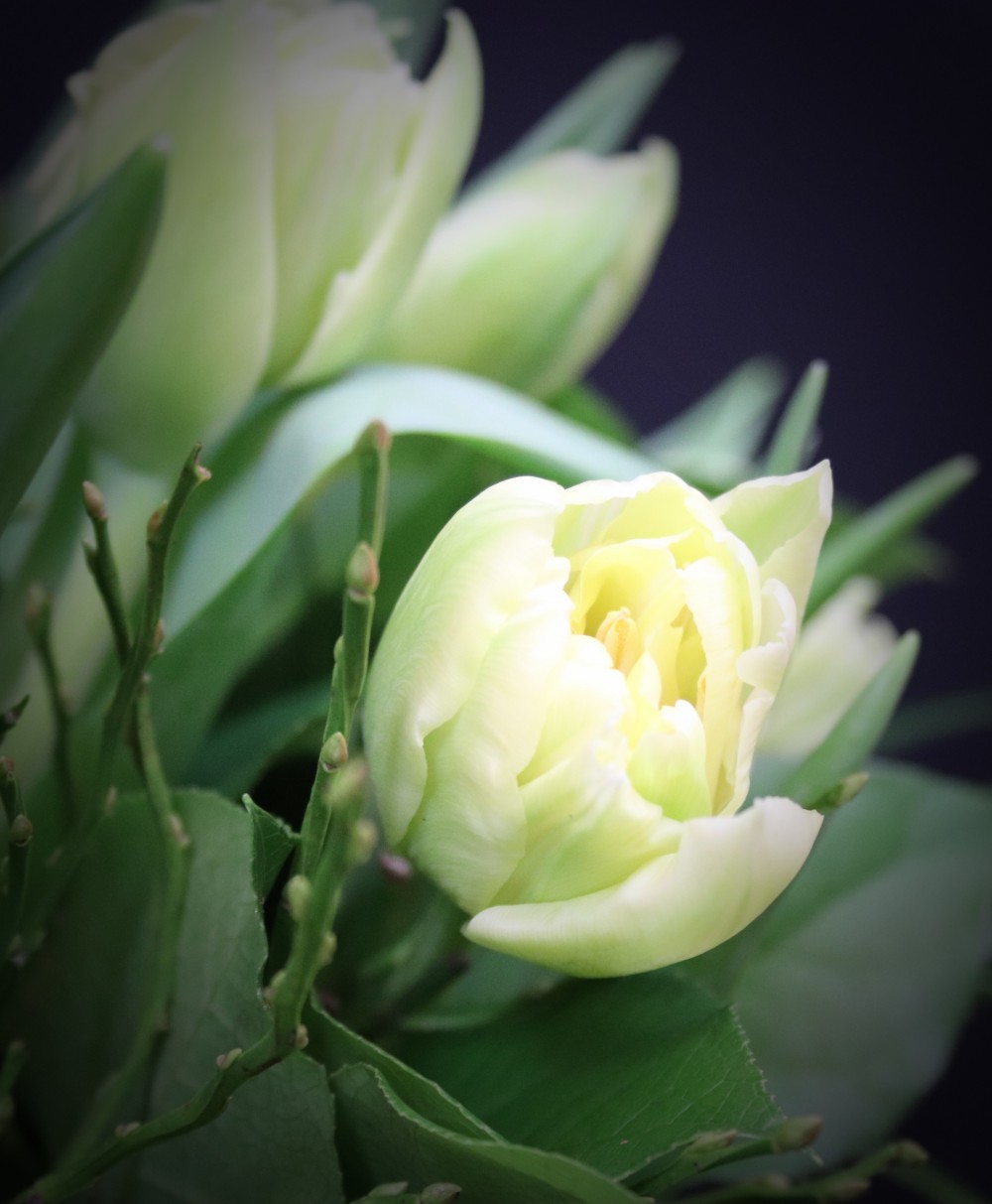 White Tulips