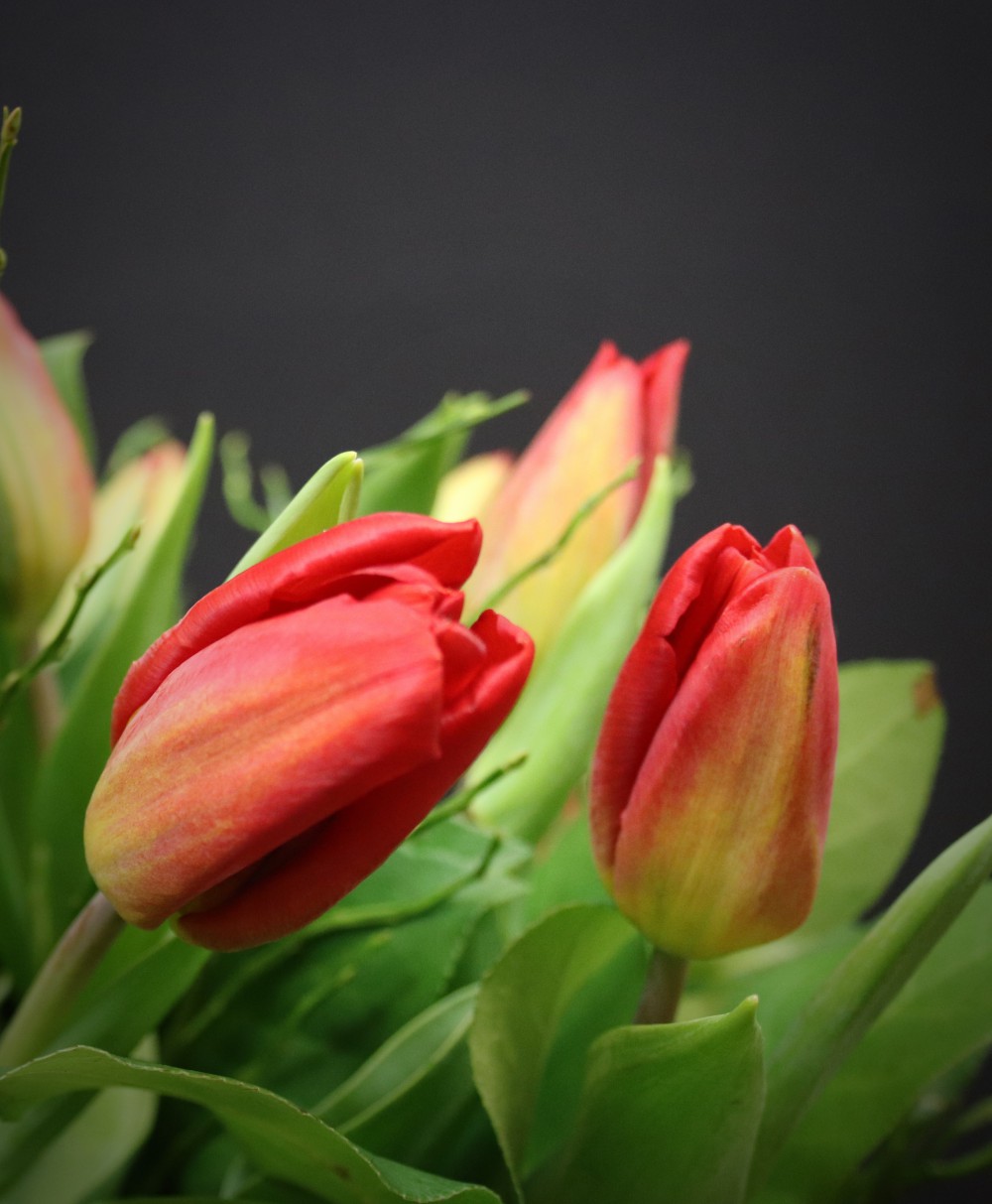 Red Tulips